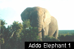 Addo Elephant N.P.