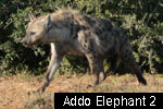 Addo Elephant N.P.