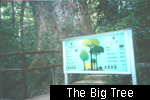 The Big Tree
