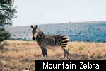 Mountain Zebra N.P.
