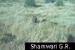 Shamwari G.R.