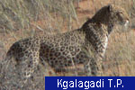 Kgalagadi T.P.