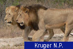 Kruger N.P.