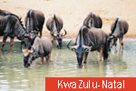 Kwazulu-Natal
