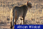 African Wildcat