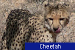 Cheetah