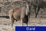 Eland