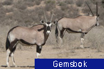 Gemsbok