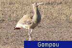 Gompou