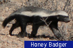 Honey Badger