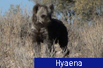 Hyaena