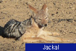 Jackal