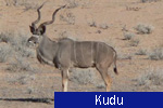 Kudu