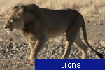 Lions