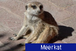 Meerkat