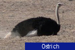 Ostrich