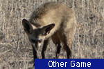 Other Game