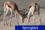 Springbok
