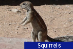 Squirrels