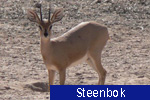 Steenbok