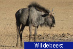 Wildebeest