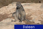 Baboon