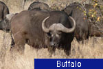 Buffalo