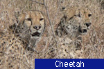 Cheetah