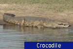 Crocodile