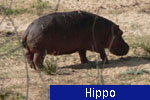 Hippo