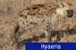 Hyaena