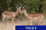 Impala