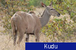 Kudu