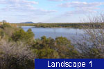 Landscape 1