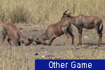 Other Game