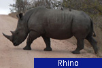 Rhino