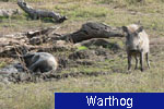 Warthog