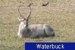 Waterbuck