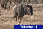 Wildebeest
