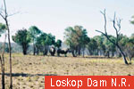 Loskop Dam N.R.