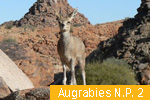 Augrabies N.P.