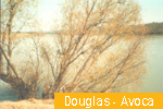 Douglas - Avoca