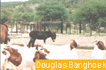 Douglas - Banghoek