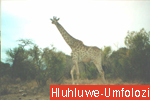 Hluhluwe-Umfolozi