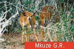 Mkuze G.R.