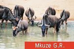 Mkuze G.R.