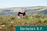 Bontebok N.P.
